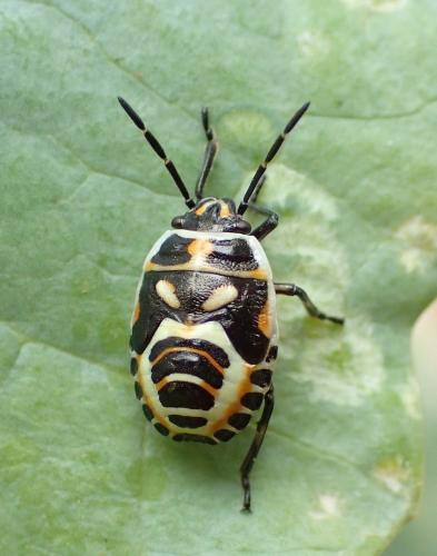 Réf. 268 087 : Eurydema ornata
